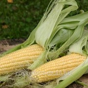 Кукуруза гибридная, сорт Сикстус фото