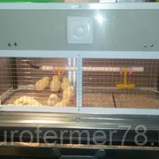 Брудер для цыплят каркасный БРКП-80 ЕвроФермер78 фото
