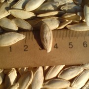 Семена тыквы “Стофунтовая“ фото