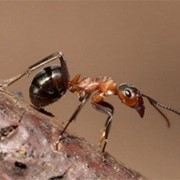 Услуги по уничтожению муравьев фото