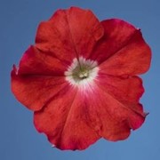 Семена цветов петунии Селебрити F1 1000 шт.драже скарлет фото