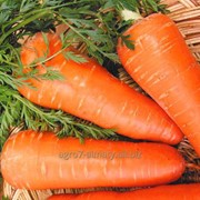 Семена моркови Шантанэ Роял / Chantenay Royal