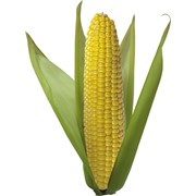 Выращиваем и продаем кукурузу