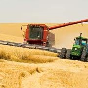 Уборка урожая зерновыми комбайнами фото