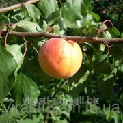 Саженцы абрикоса Ботсадівський фото
