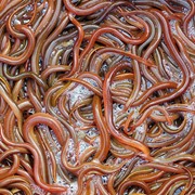 Красные Калифорнийские черви для рыбалки (Eisenia аndrei) фото