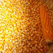 Кукуруза Зерн. 10%