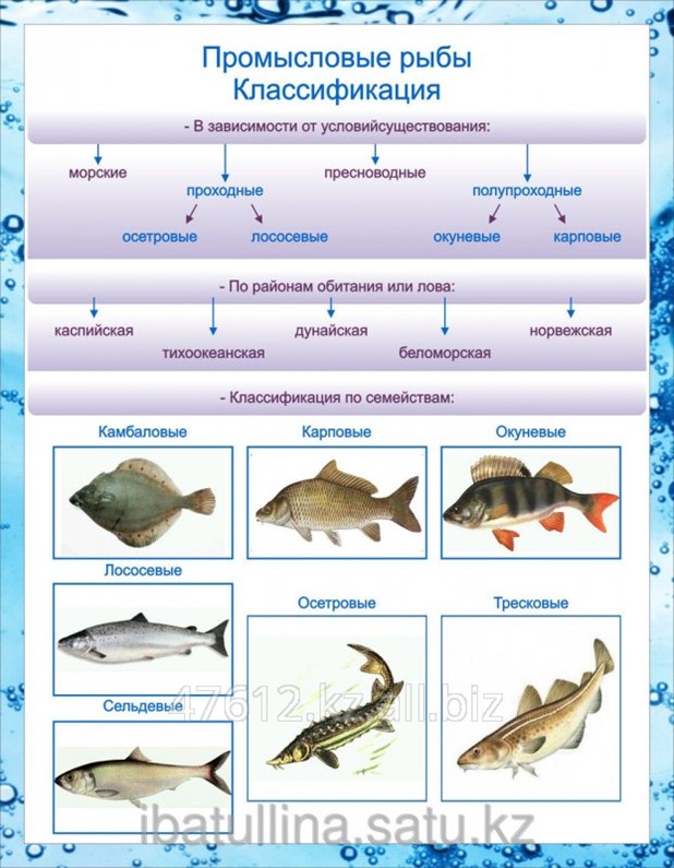 Представители группы рыбы 3. Основные семейства промысловых рыб таблица. Таблица промысловые рыбы биология 7. Промысловые рыбы таблица 7. Классификация промысловых рыб схема.