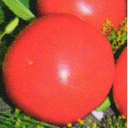 Семена томата высокорослого Розовый слон фото