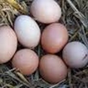 Яйца куриные пищевые фото