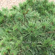 Сосна Pinus resinosa Nana обхват ствола 50-60 фотография