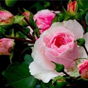 Саженцы роз фотография