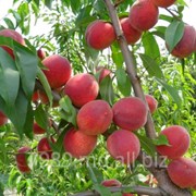 Персики в Молдове фото