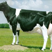 Скот крупный рогатый взрослый мясного стада фото