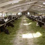 Поилки для коров фото