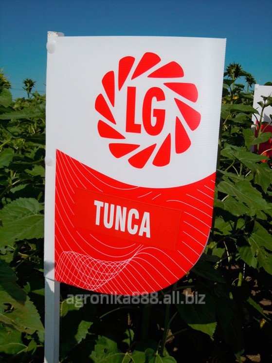 подсолнечник тунка. подсолнечник тунка. семена подсолнечника лимагрейн. лимагрейн лг31700. гибрид подсолнечника тунка.