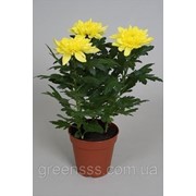 Хризантема индийская Зембла желтая -- Chrysanthemum indicum Zembla Yellow