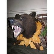 чучело головы медведя фотография