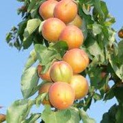 Продажа саженцев абрикоса Киев фото