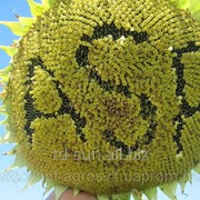 Семена подсолнечника Жалон стандарт фотография