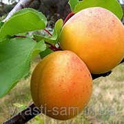 Саженцы абрикоса Київський красень фото