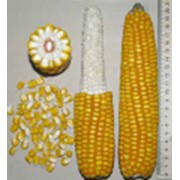 Семена кукурузы PR39A50