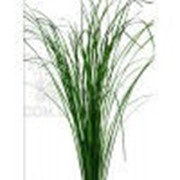 Жинериум трава зеленый фото