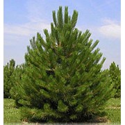 Сосна чёрная (Pinus nigra) фотография