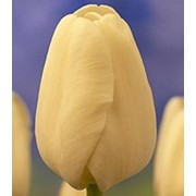 Тюльпаны к 8 марта оптом фото