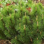 Сосна горная Pinus mugo “Mughus” фото