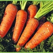 Семена моркови красавка