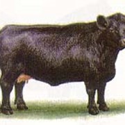 Скот крупный рогатый мясной