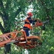 Санитарная обрезка деревьев фотография