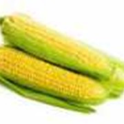 Кукуруза сорта Будан фотография