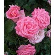 Розы спрей розовые фотография
