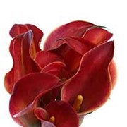 Калла Индиан Самме фото