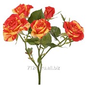 Срезанный цветок Роза кустовая Fire Flash