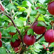 Крыжовник Ribes uva-crispa Hinnonmaki Rot рост 40 – 60