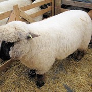 Племінні вівці Оксфорд Доун фото