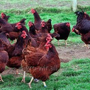 Суточные цыплята кур породы Род-Айленд с вакцинацией