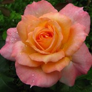 Розы кустарниковые, Роза Виолон Д'Энгр фотография