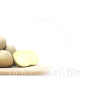 Картофель семенной Маг 2 репродукции фотография