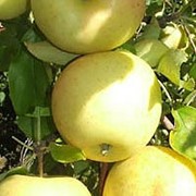 Саженцы яблок Голден Делишес. Большие плоды, массой 140 - 190 г. изысканный сладко-кислый вкус. Саженцы яблонь, яблоки, сорты яблок фото