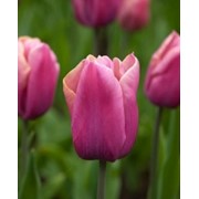 Сорт тюльпана HOLLAND BEAUTY фото