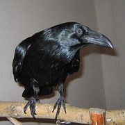 Ворон черный фото