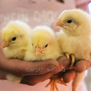 Цыплята бройлеров 0-21день, инкубационное яйцо, куры несушки молодки Хайсекс, комбикорм для бройлеров ПК-5 и ПК-6 фото