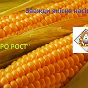 Семена кукукурузы Любава-279 МВ (НААН) фотография