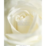 Розы белые оптом. фото