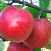 Саженцы яблони сорт Гала Маст фото
