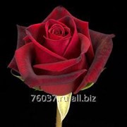 Роза RED-MAGIC фото